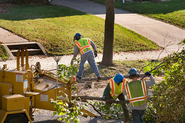 Best Lawn Irrigation Installation and Maintenance  in Reedley, CA